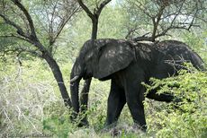 Afrikanischer Elefant (2 von 131).jpg
